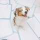 Illustration for article titled We Went To The Puppy Bowl And Brought Back Pictures Of Very Good Doggies And Cats